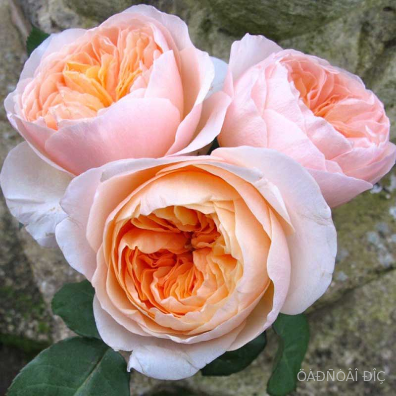 ��������� (Juliet)