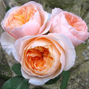 ��������� (Juliet)