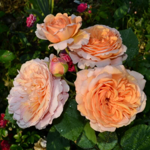 ����� ��������� �������� (Crown Princess Margareta)