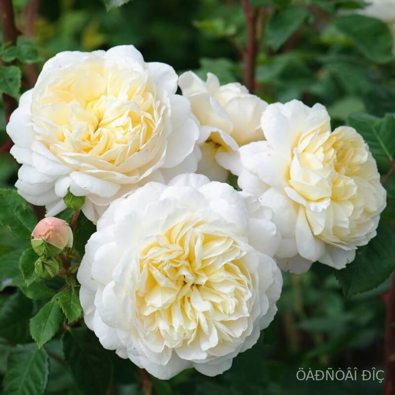 ������ ���� (Crocus Rose)