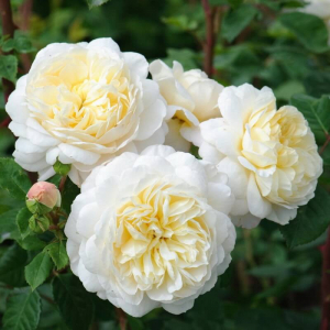 ������ ���� (Crocus Rose)