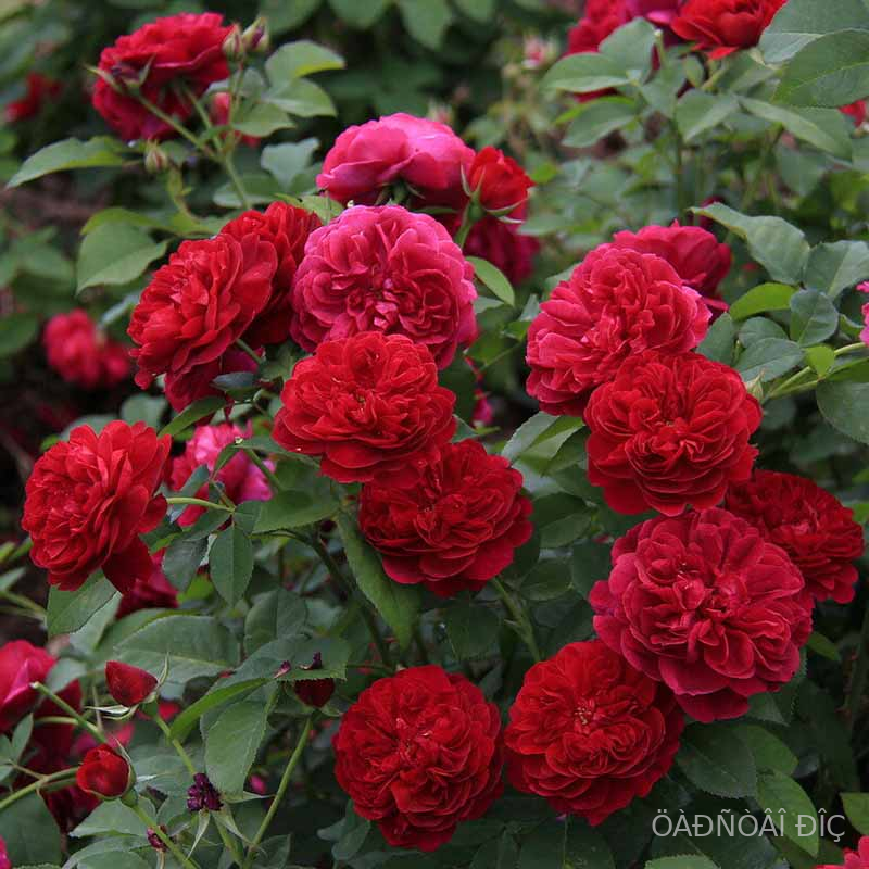 ���� �� �� ����������� (Tess of the dUrbervilles)