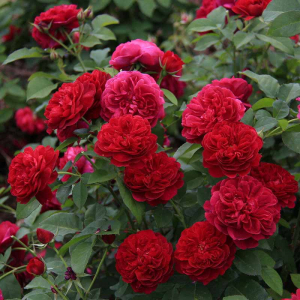 ���� �� �� ����������� (Tess of the d'Urbervilles)