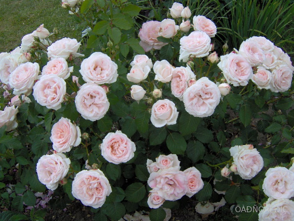���� ���� (Claire Rose)