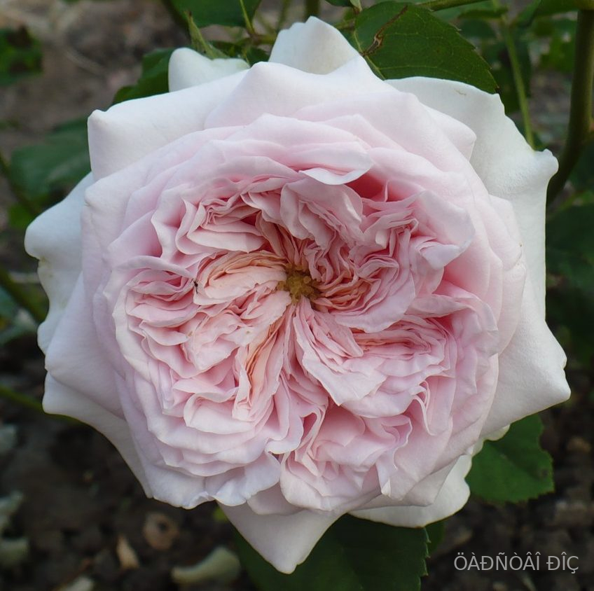 ���� ���� (Claire Rose)