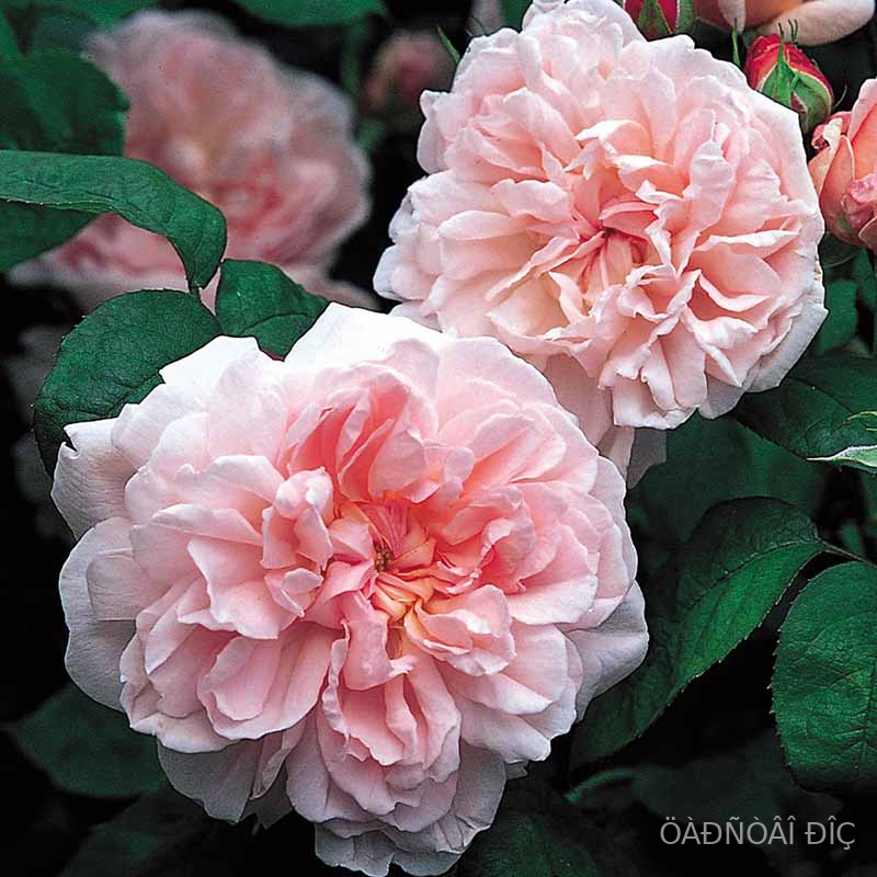 �������� (Eglantyne)