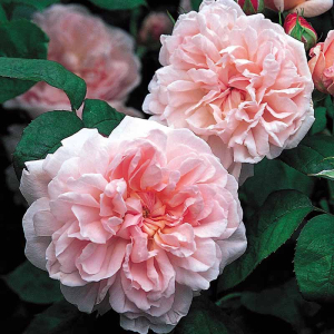 �������� (Eglantyne)