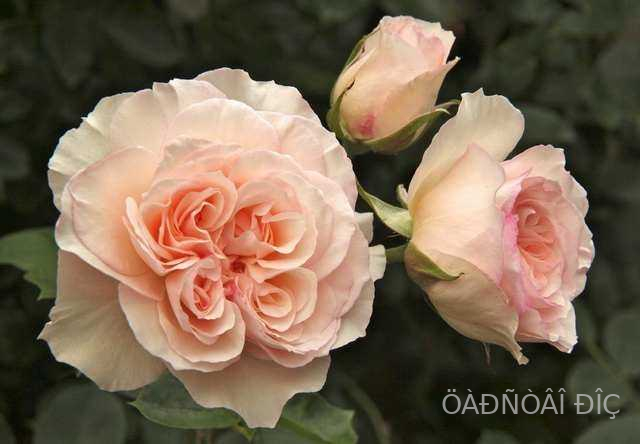 ������� (Perdita)