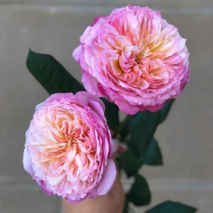 ��������� (Constance)