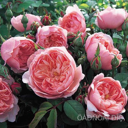 �� ������ ���� (The Alnwick Rose)