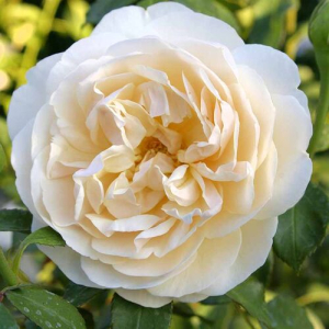 ������� ������ (Lichfield Angel)