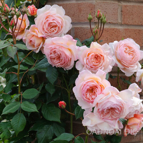 � ������� ��� (A Shropshire Lad)