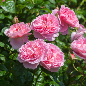 ��������� ���� (Strawberry Hill)
