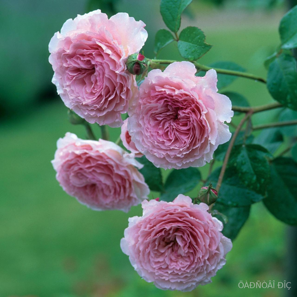������ ������� (James Galway)
