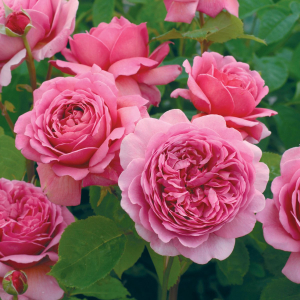 ��������� ���������� �������� (Princess Alexandra of Kent)