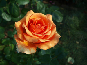 ����� (Ashram)