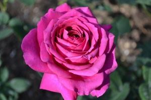 ��� ����� (Big Purple)