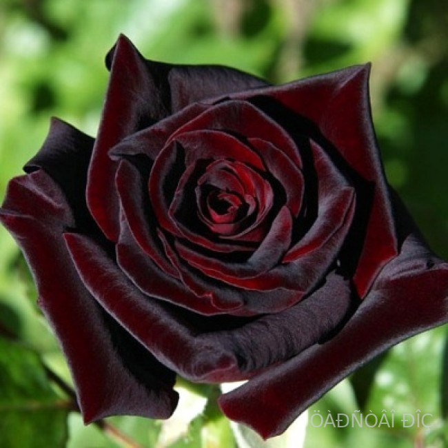 ���� ������� (Black Baccara)
