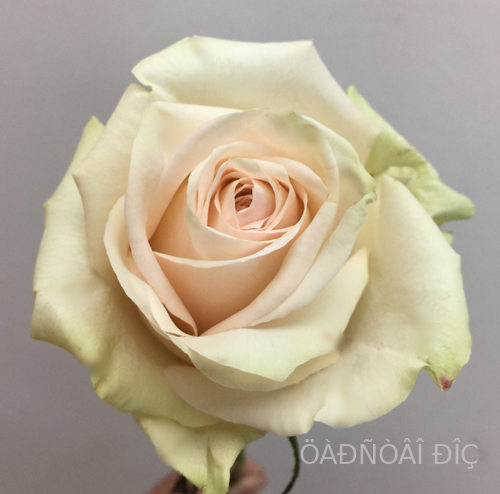 �� ����� (La Perla)