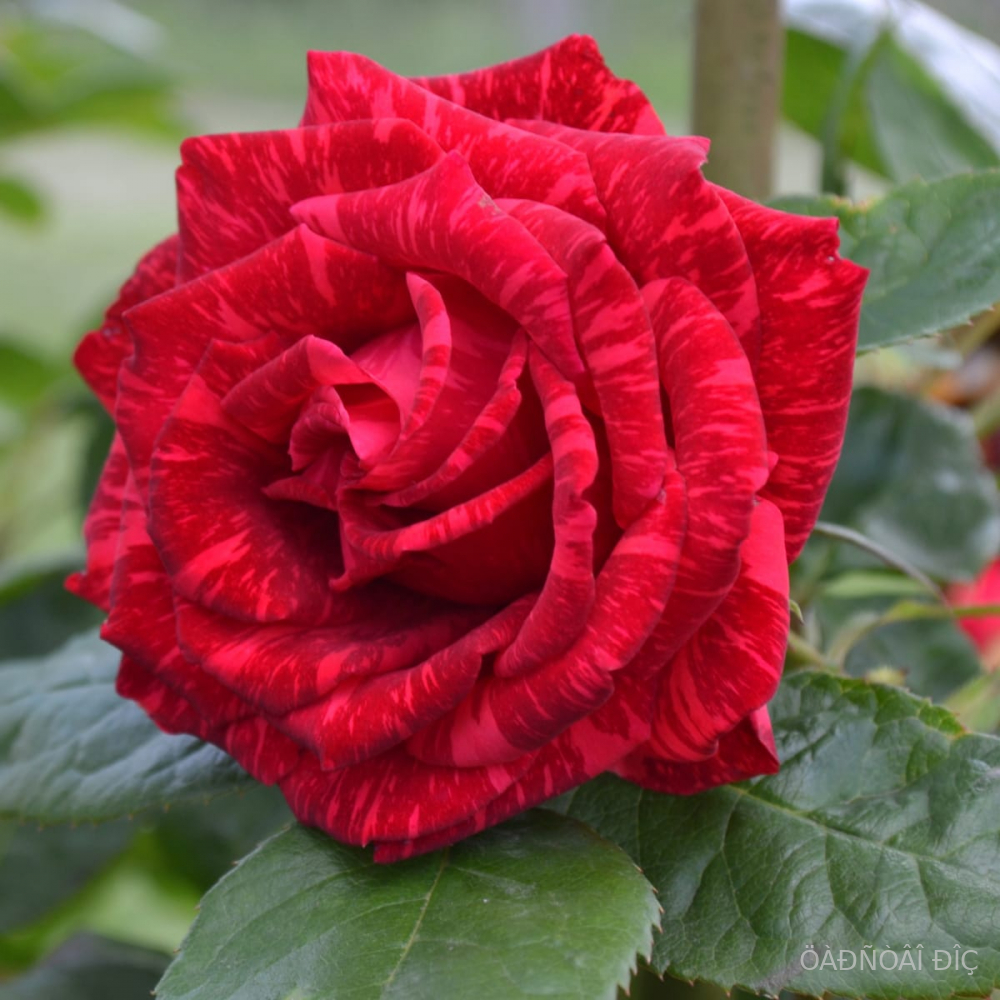 ��� ������� (Red Intuition)