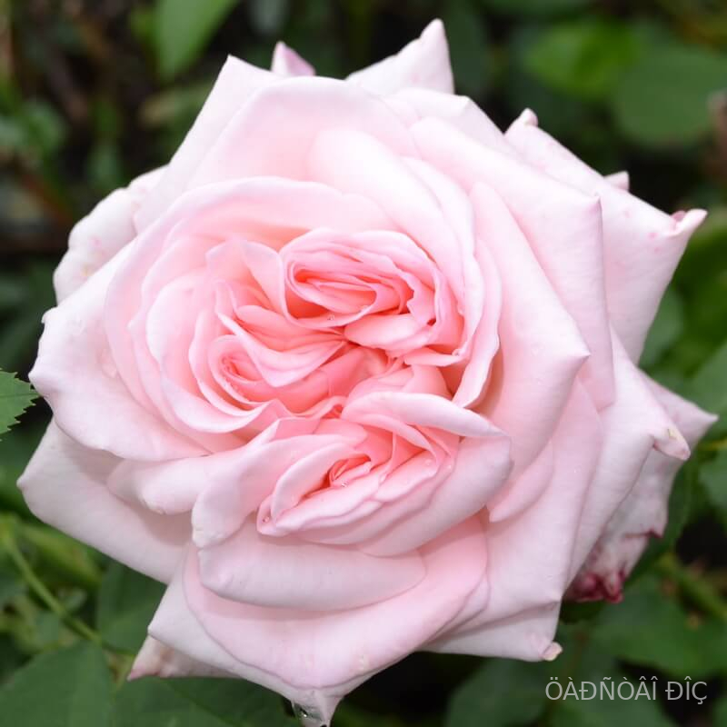 �������� ����� (Amazing Grace)