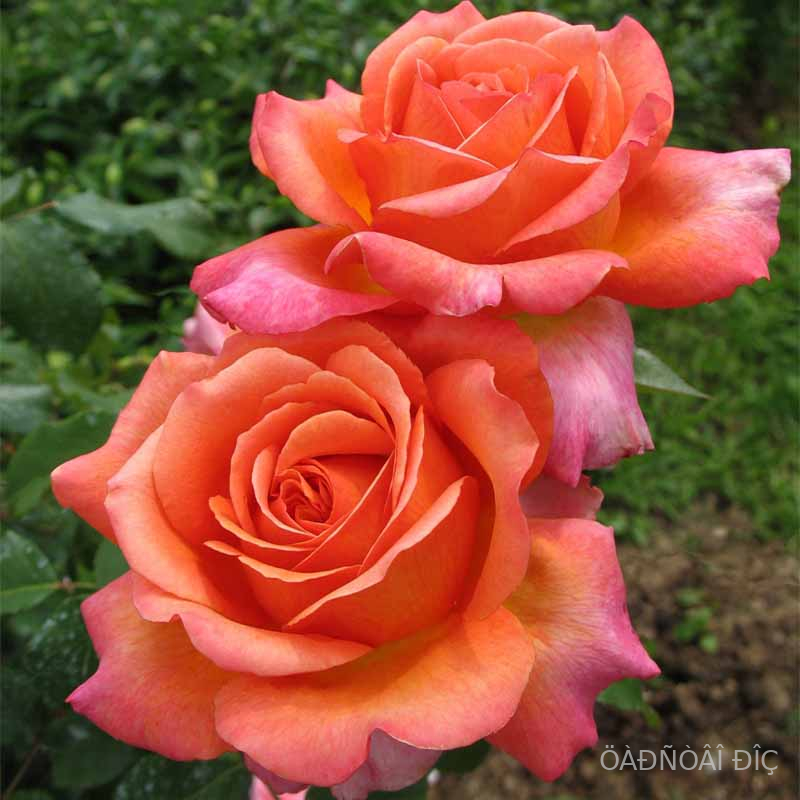 ���� ������� (Rene Goscinny)