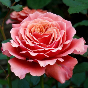 ������ ���� (Copper Light)