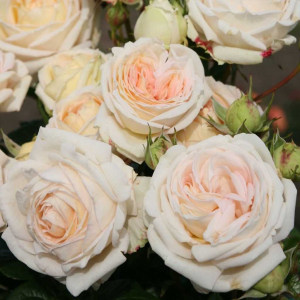 ����� ������ (Madame Anisette)