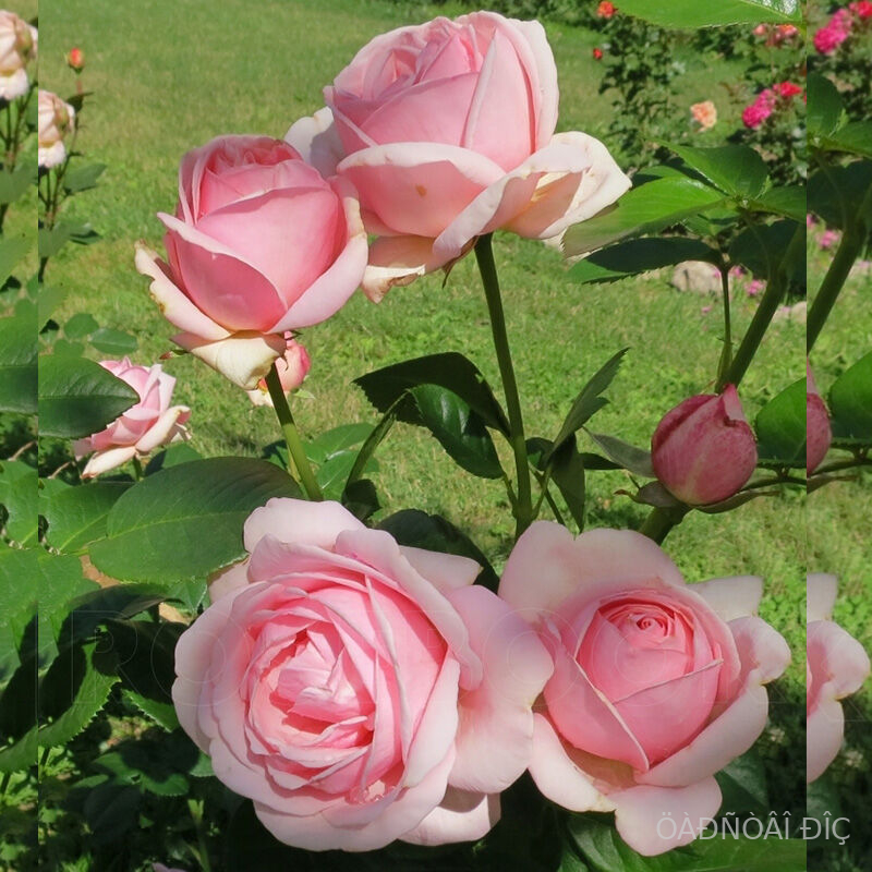 �������� (Aphrodite)