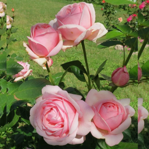 �������� (Aphrodite)
