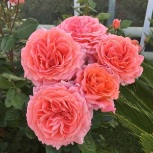 ���� �� ����� (Amour de Molene)