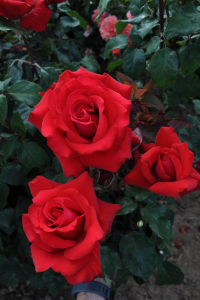 ����� ����� (Grande Amore)
