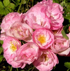 ������� ���� (Heavenly Pink)