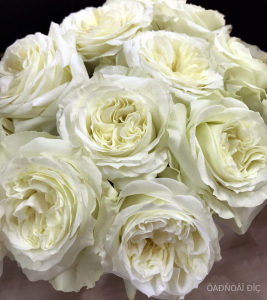 ����� ���� (Mayra's White)