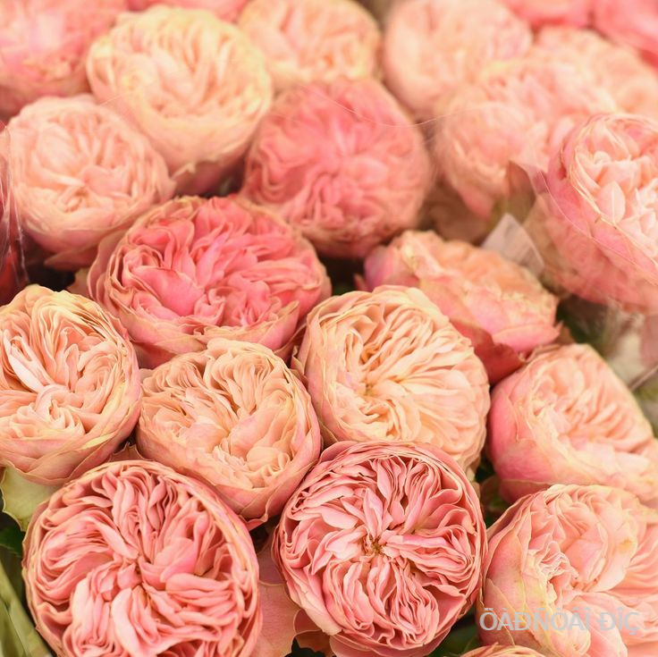 ������������� �������� (Victorian Classic)
