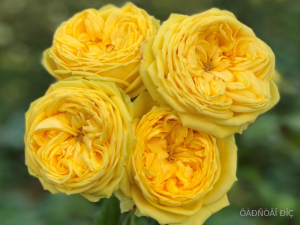 �������� (Catalina)