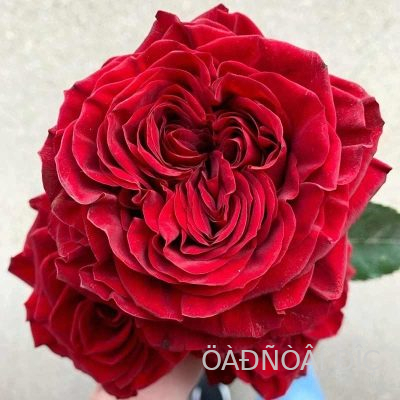 ����� ��� (Mayra�s Red)