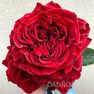 ����� ��� (Mayra�s Red)