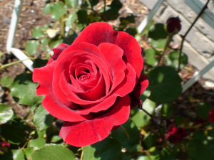 ��� ���� (Don Juan)