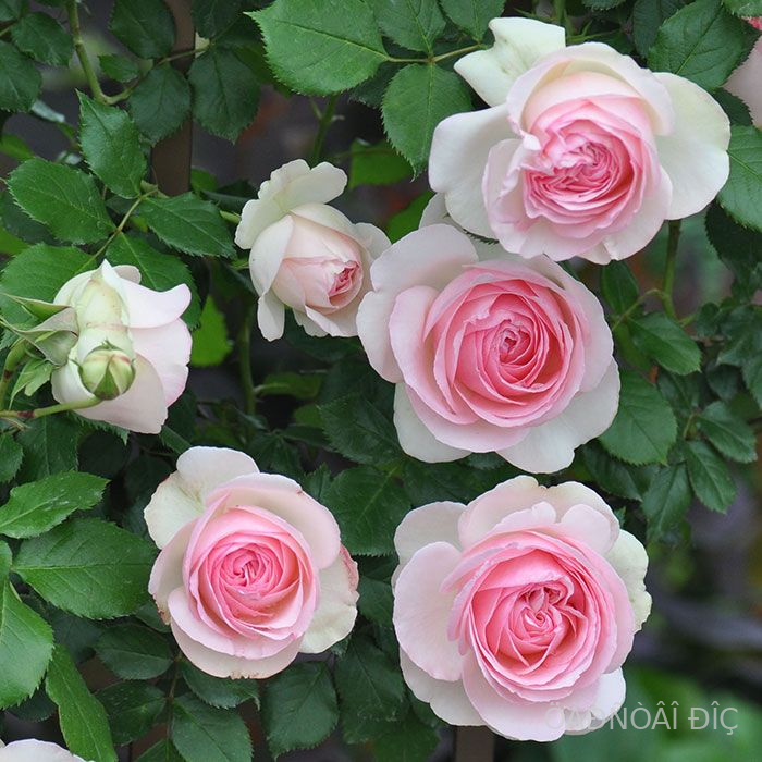 ���� �� ������ (Pierre De Ronsard)