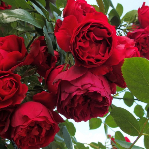 ���������� (Florentina)