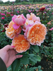 ������������� (Impressionist)