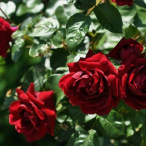 �������� (Highgrove)