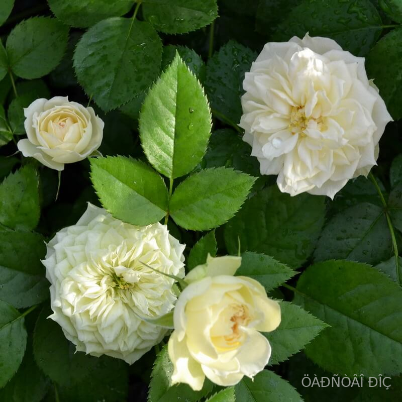 ������� (Blanchette)