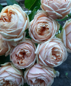 ���� �������� ( Sweet Catalina )