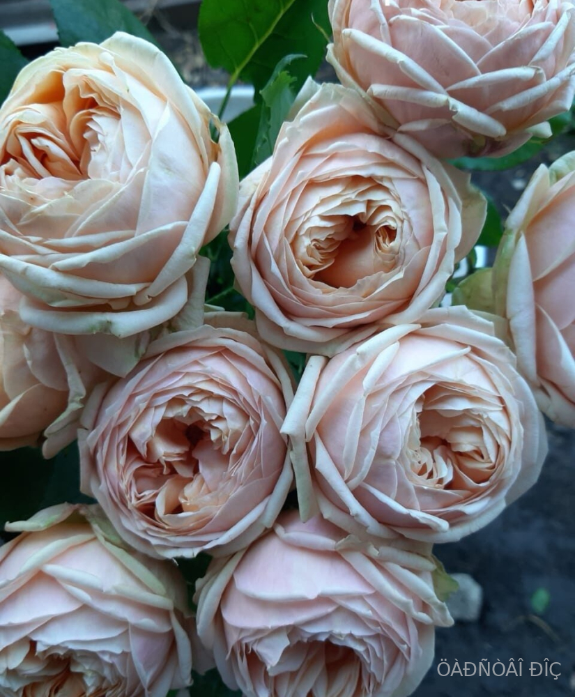 ���� �������� ( Sweet Catalina )
