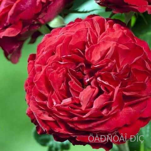 ������� ������� (Jubile Laperriere)