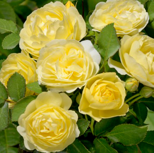 ������� �� ����� (Comtesse Du Barry or Golden Border)