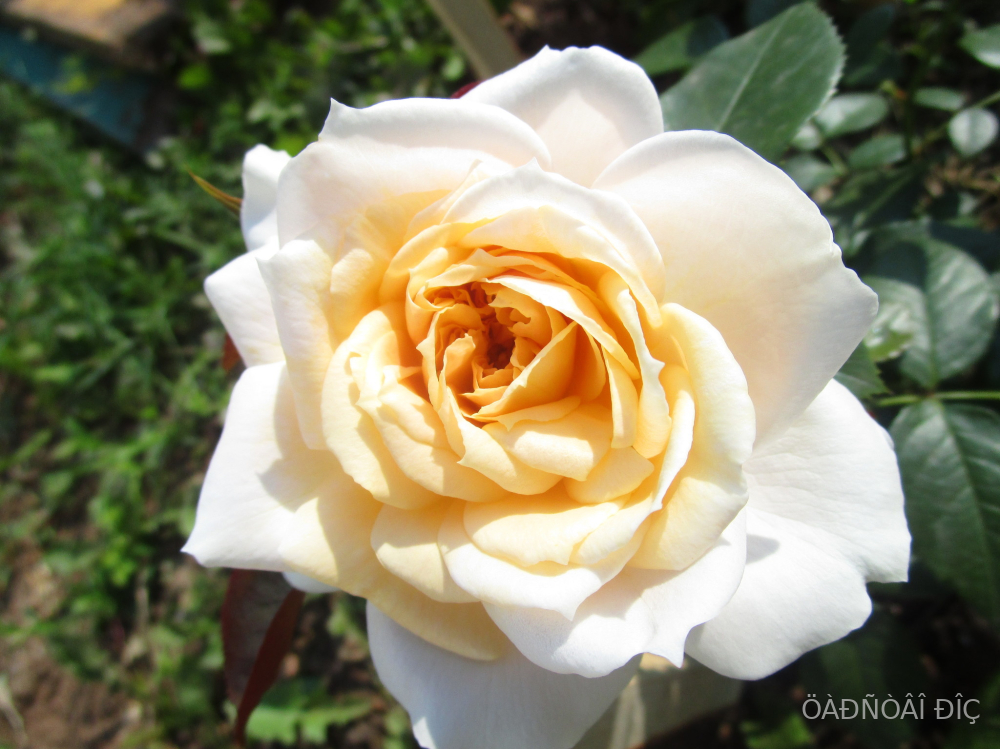 ����� ���� (Lions Rose)