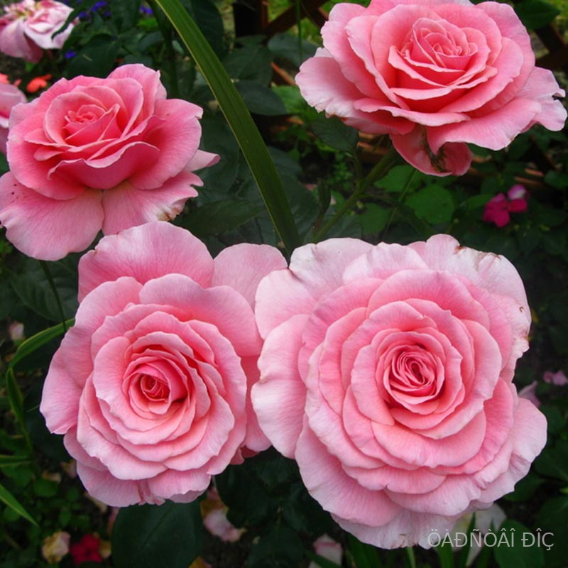 ����� ���� (Tikled Pink)